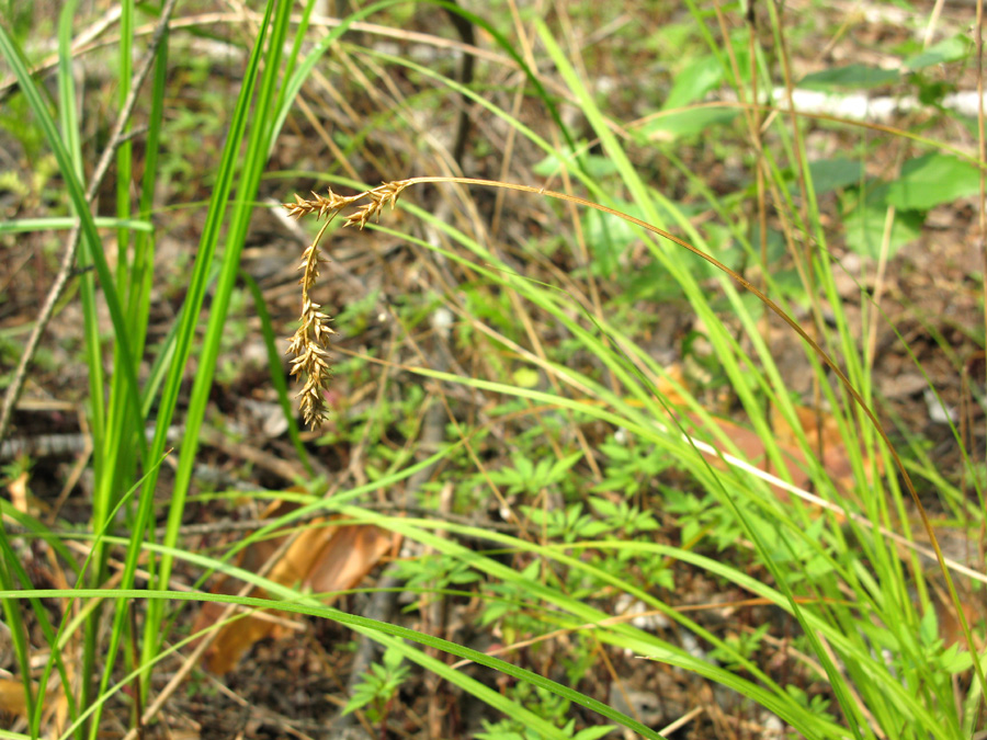 Изображение особи Carex elongata.