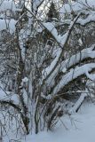 View full-size image Syringa × henryi