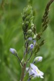 View full-size image Veronica gentianoides