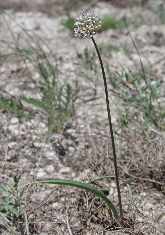 Image of Allium tulipifolium specimen.