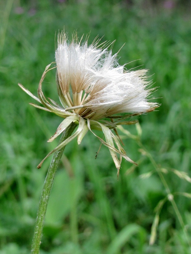 Image of genus Scorzonera specimen.