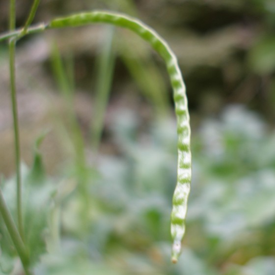 Image of Arabis caucasica specimen.