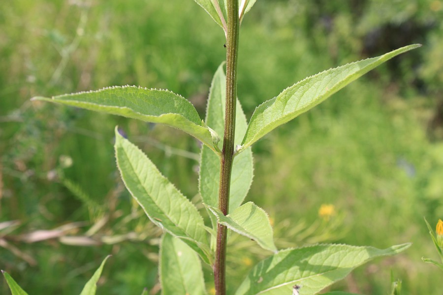 Image of Senecio nemorensis specimen.