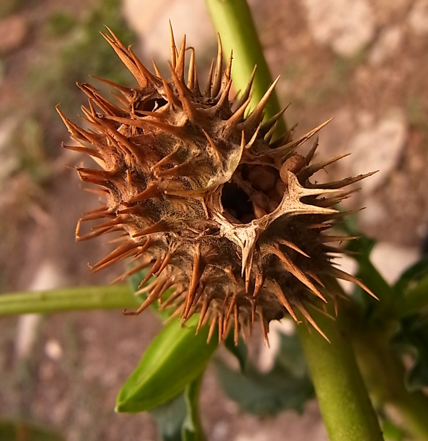 Изображение особи Datura stramonium.