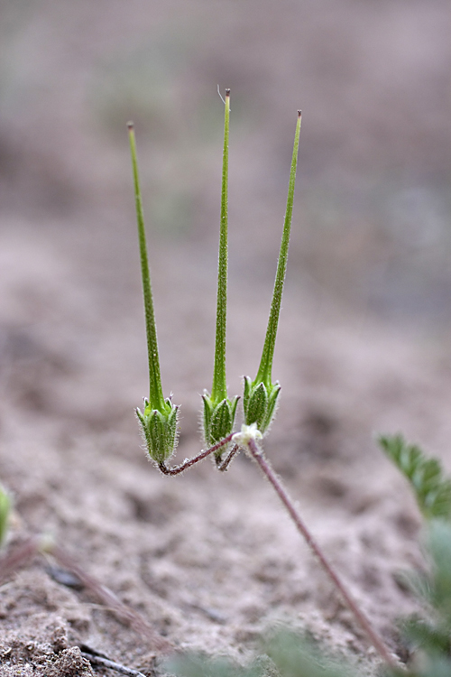 Изображение особи Erodium cicutarium.