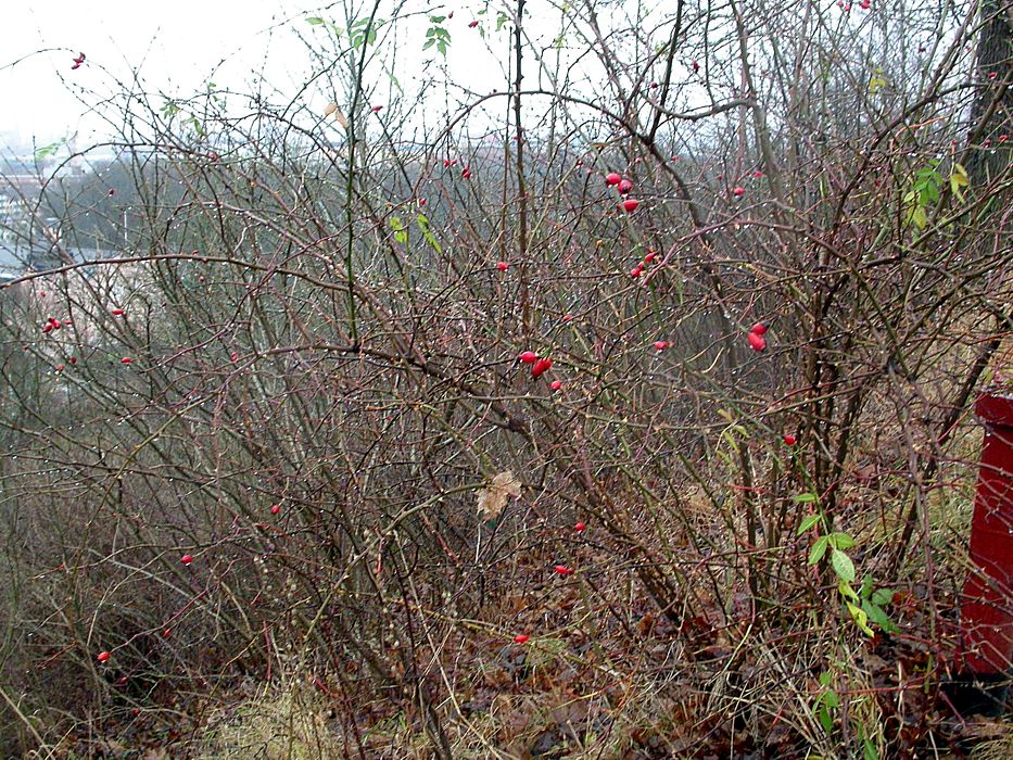 Изображение особи Rosa canina.