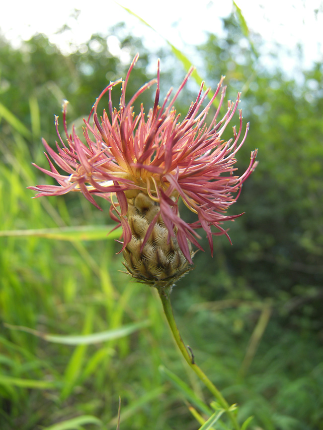 Изображение особи род Centaurea.