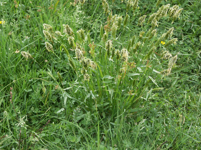 Image of Anthoxanthum odoratum specimen.