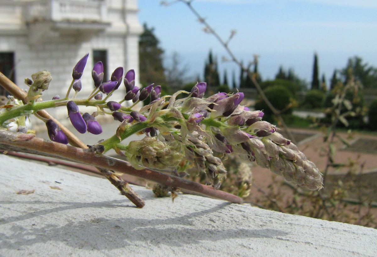 Image of Wisteria sinensis specimen.