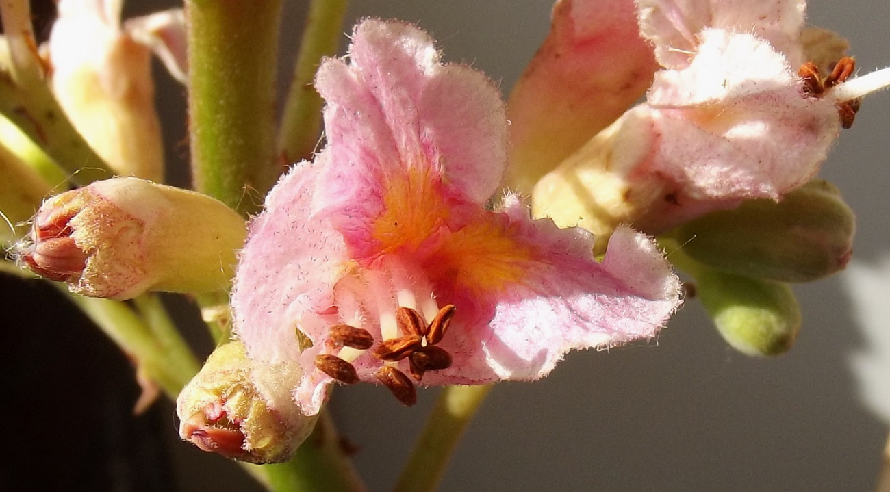 Image of Aesculus × carnea specimen.
