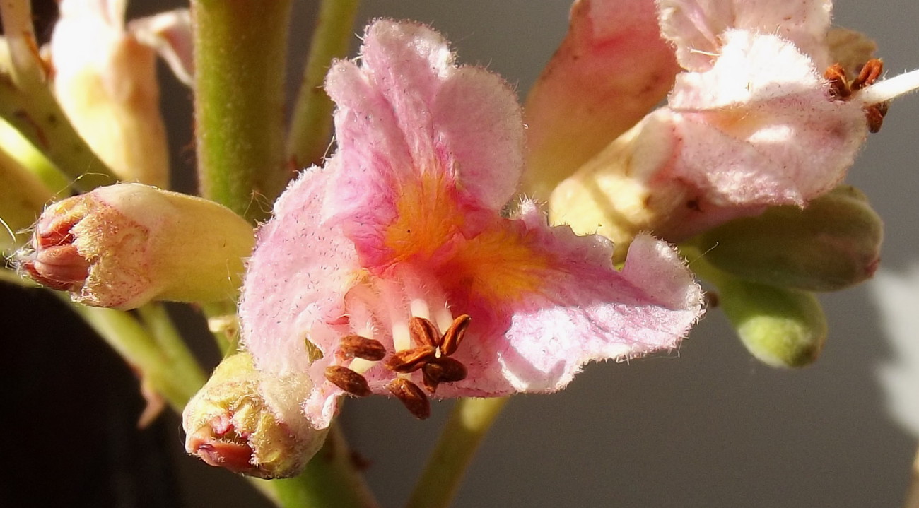 Image of Aesculus &times; carnea specimen.