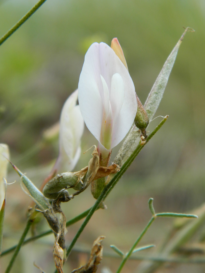 Изображение особи Astragalus ucrainicus.