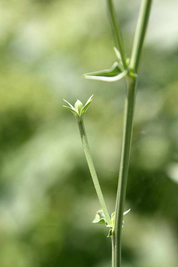 Image of Cichorium intybus specimen.