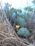 Opuntia engelmannii subspecies lindheimeri. Цветущее и плодоносящее растение. Южный берег Крыма, р-н пгт Партенит, мыс Плака. 20 июня 2012 г.