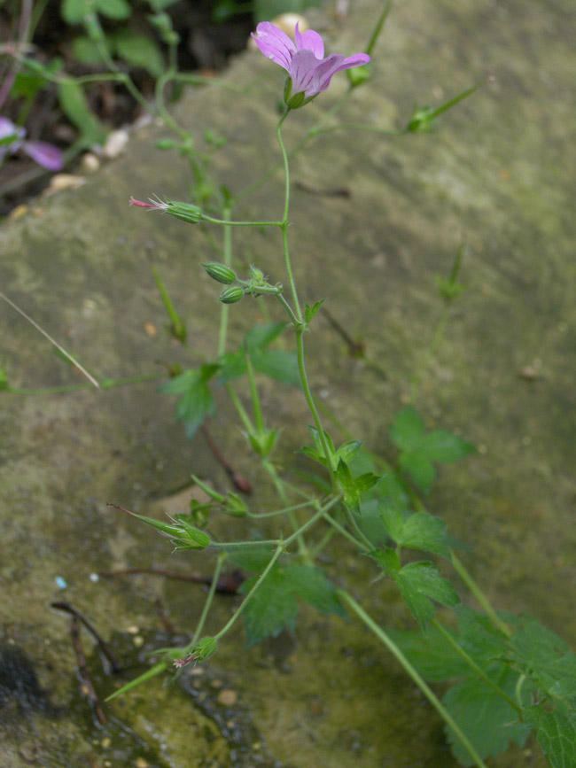 Изображение особи Geranium gracile.