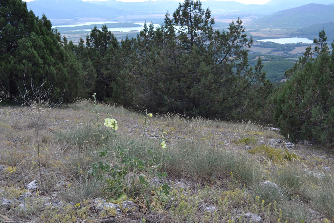 Image of Alcea rugosa specimen.