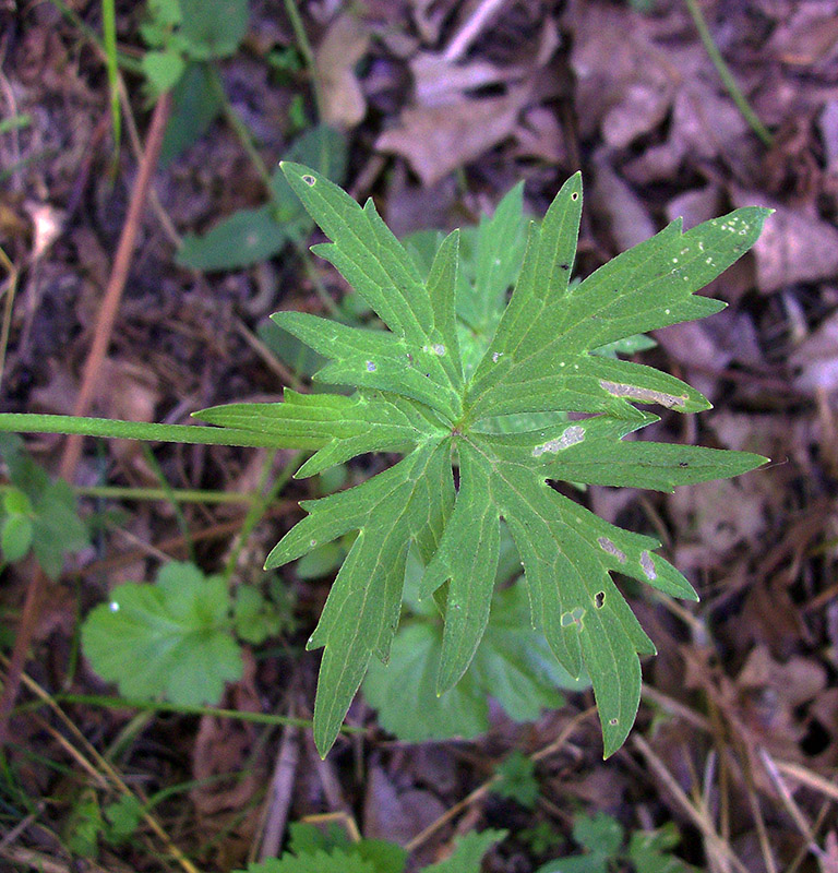 Изображение особи Ranunculus acris.