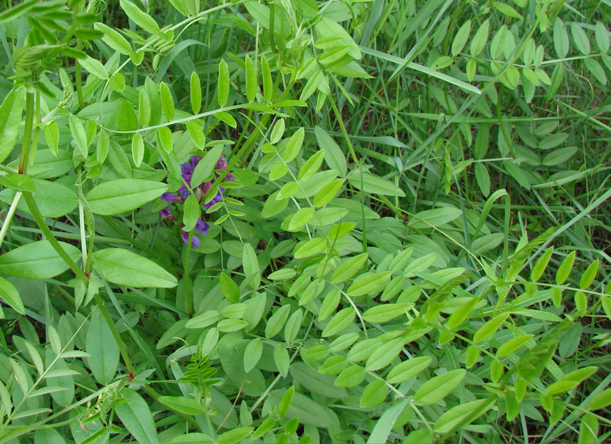 Image of Vicia amoena specimen.