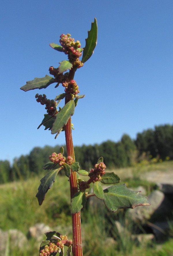 Изображение особи Oxybasis glauca.