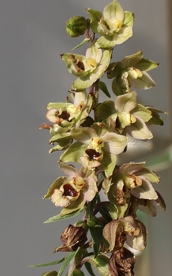 Изображение особи Epipactis helleborine.