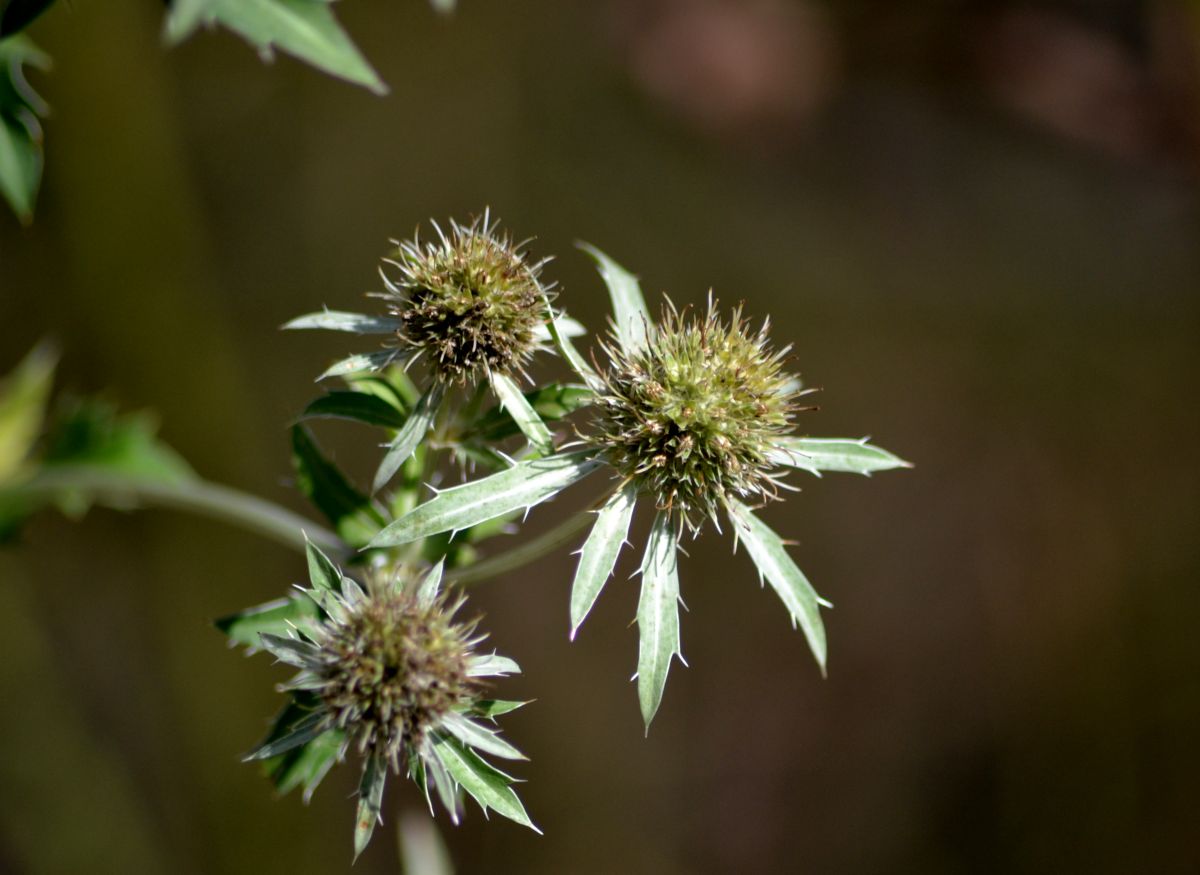 Image of Eryngium planum specimen.