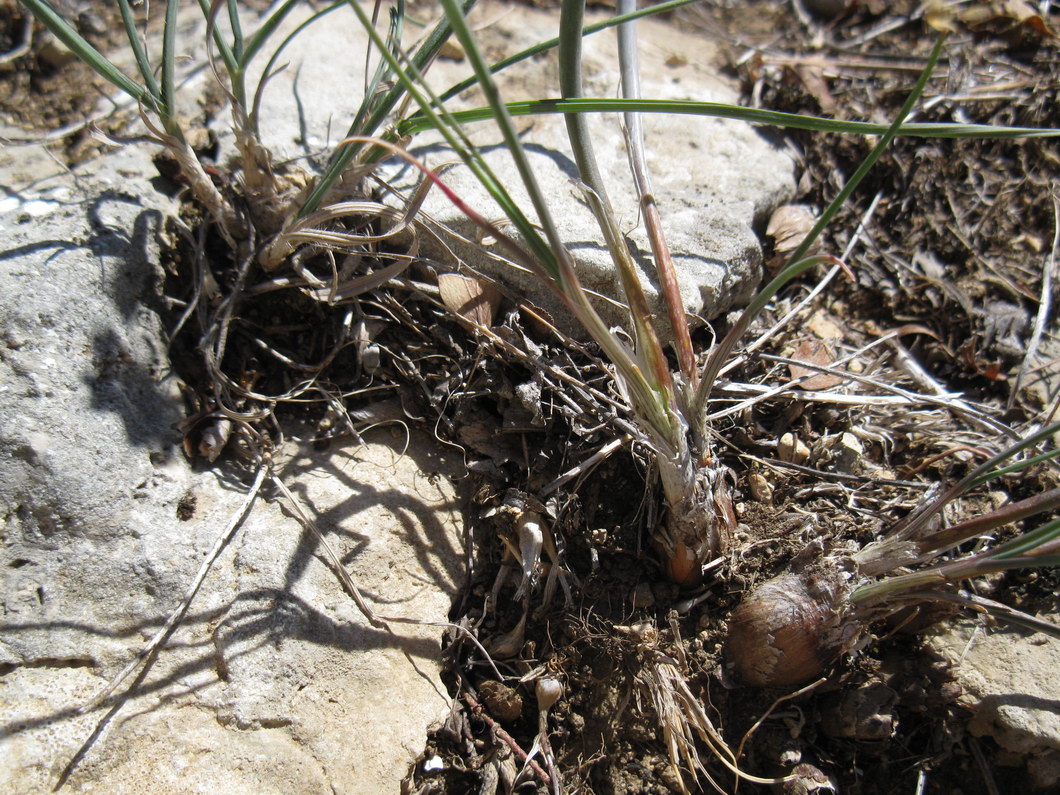 Image of Allium tarkhankuticum specimen.