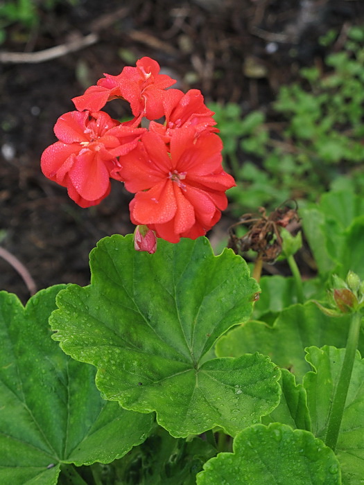 Image of Pelargonium hortorum specimen.