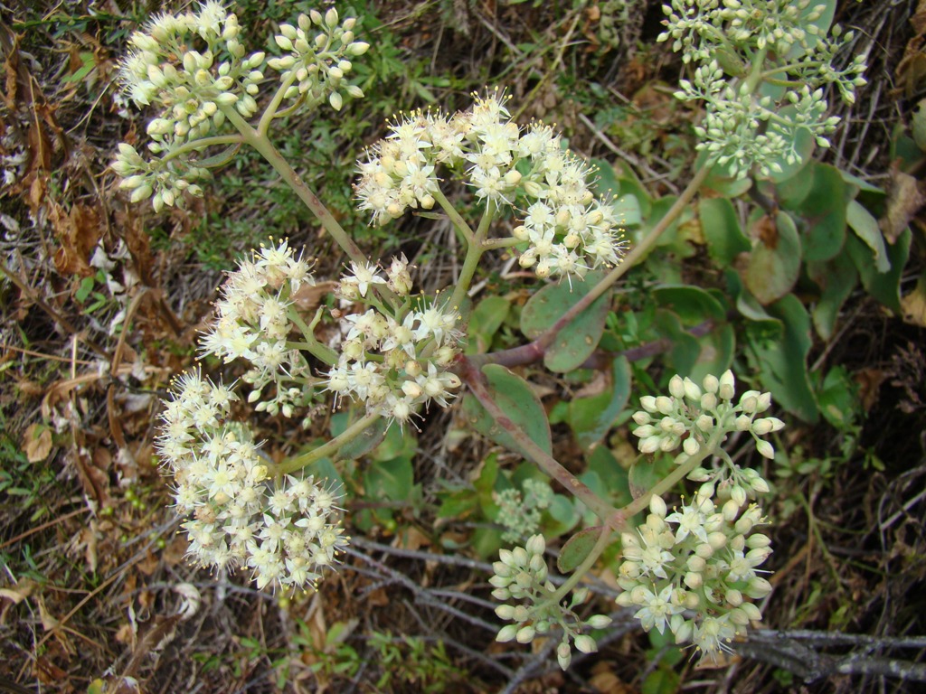 Image of Hylotelephium caucasicum specimen.