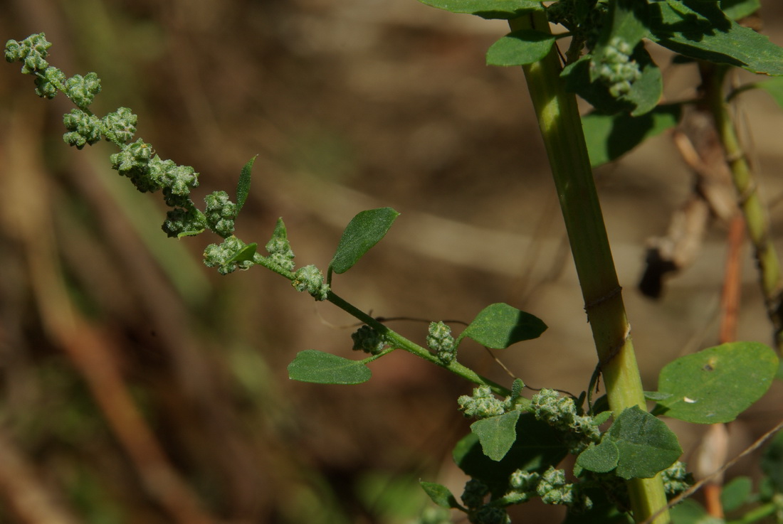 Изображение особи Chenopodium zerovii.