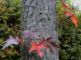 Liquidambar styraciflua