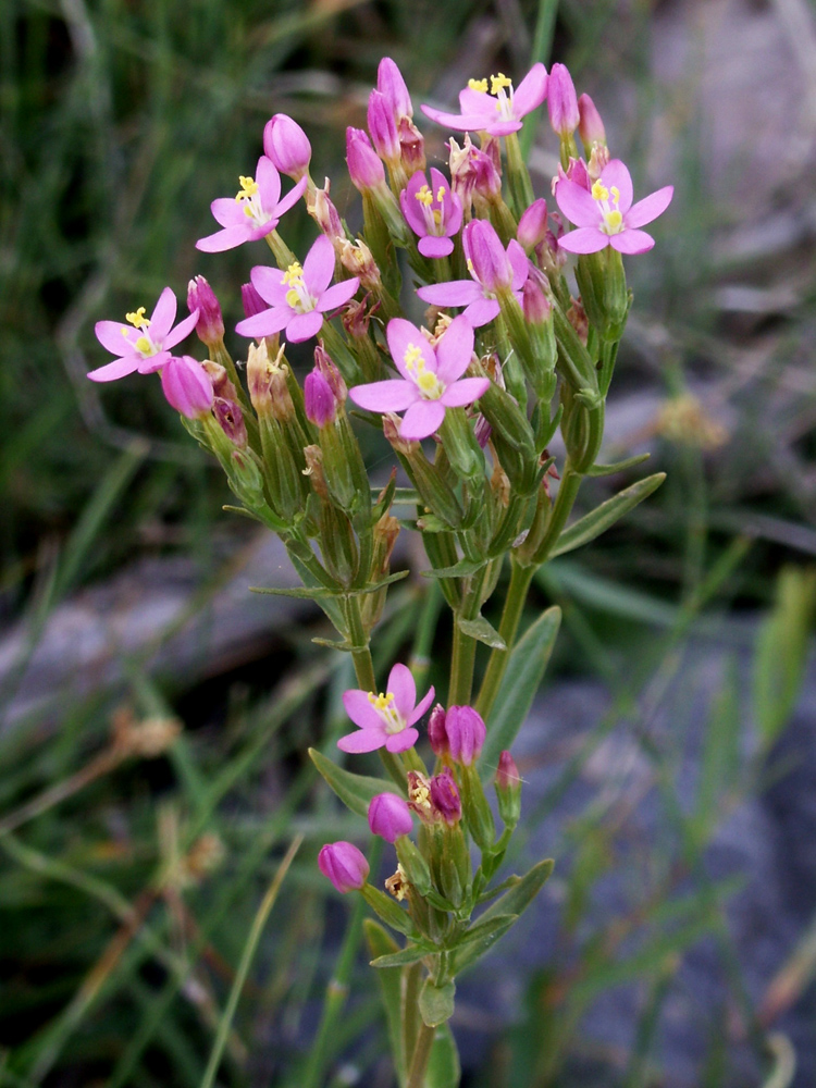 Image of genus Centaurium specimen.