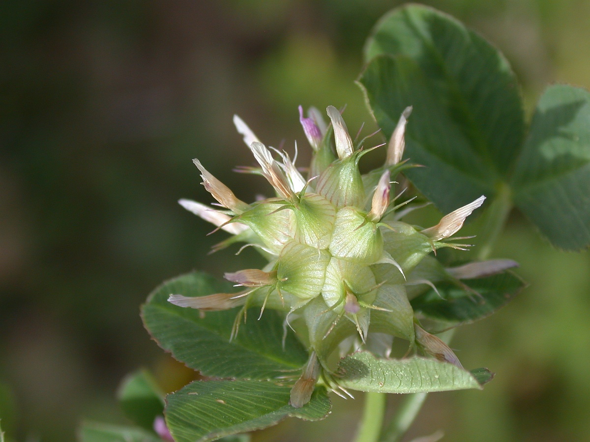 Image of Trifolium spumosum specimen.