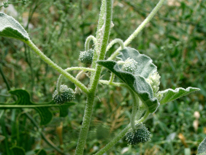 Image of Chrozophora hierosolymitana specimen.