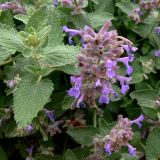 genus Nepeta. Верхушки растений с соцветиями. Германия, земля Саксония-Анхальт, г. Кведлинбург. 06.07.2012.