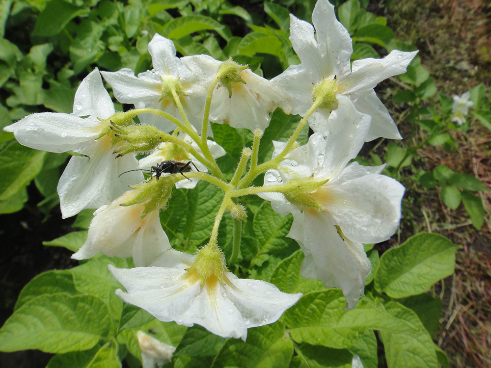 Изображение особи Solanum tuberosum.