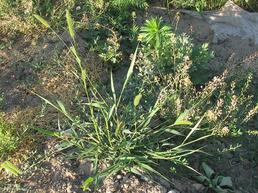 Image of Setaria viridis specimen.