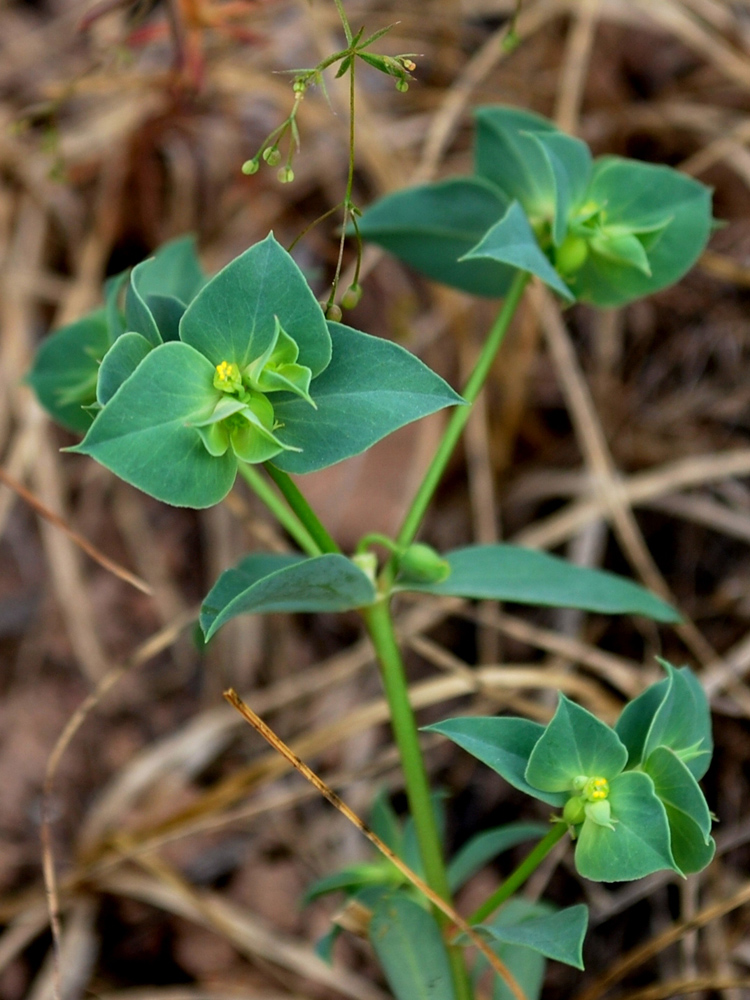 Изображение особи Euphorbia falcata.