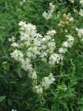 Filipendula vulgaris. Соцветие. Украина, г. Запорожье, о-в Хортица. 03.06.2010.