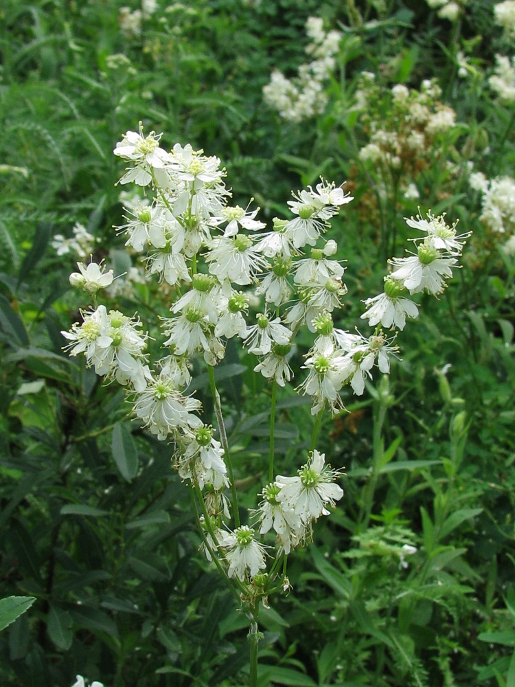 Image of Filipendula vulgaris specimen.