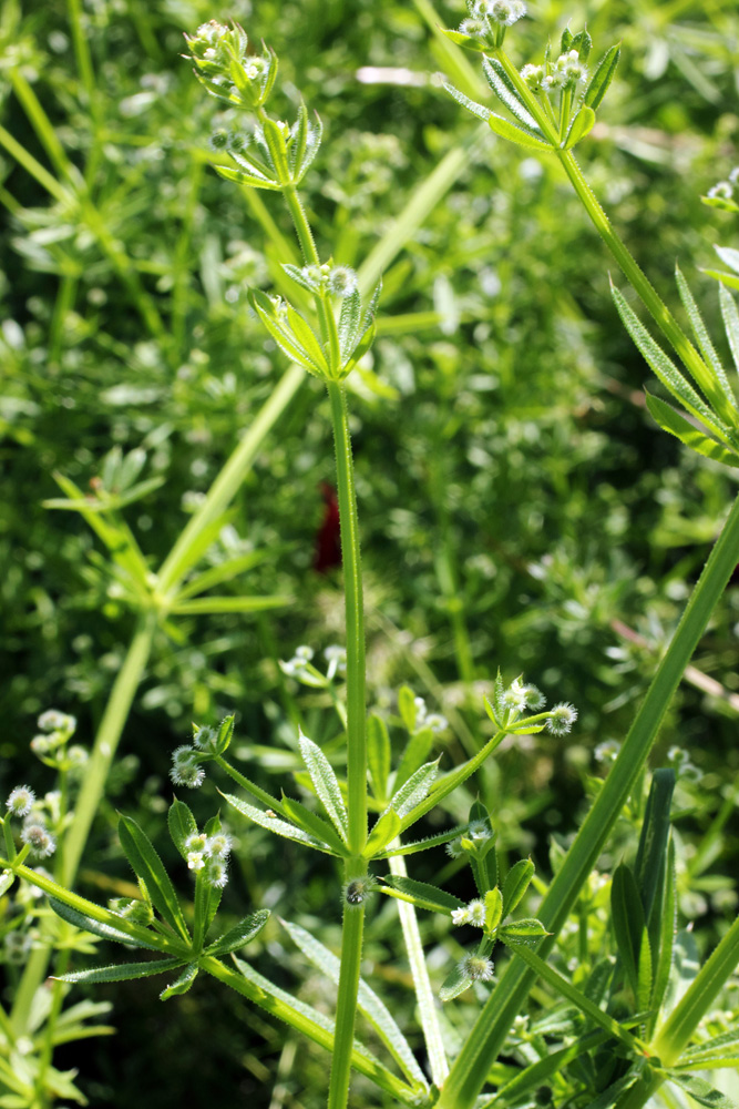 Image of Galium aparine specimen.