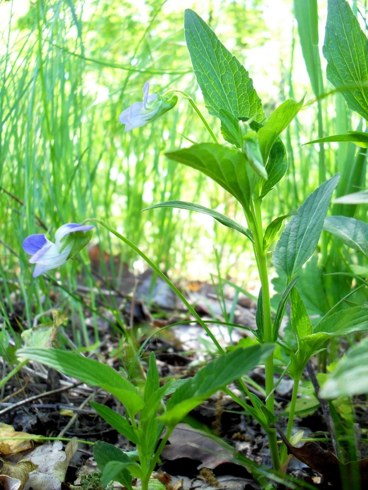 Image of Viola elatior specimen.