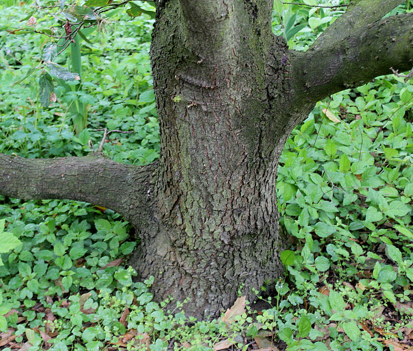 Image of Quercus &times; hispanica specimen.