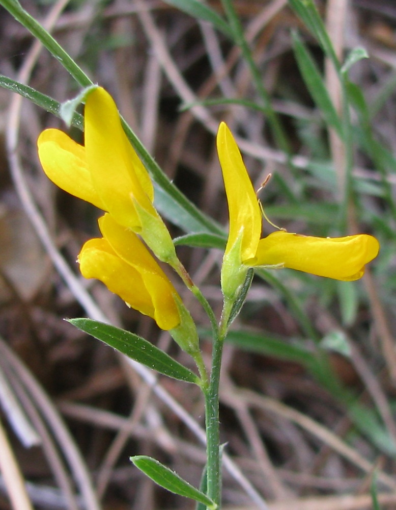 Image of Genista depressa f. pinetorum specimen.