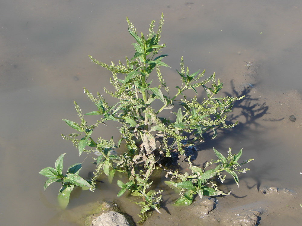 Image of Veronica anagallis-aquatica specimen.