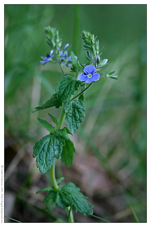 Image of Veronica chamaedrys specimen.