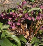 Helleborus orientalis. Побеги с цветками. Германия, г. Krefeld, Ботанический сад. 07.04.2013.