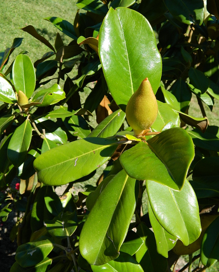 Image of Magnolia grandiflora specimen.