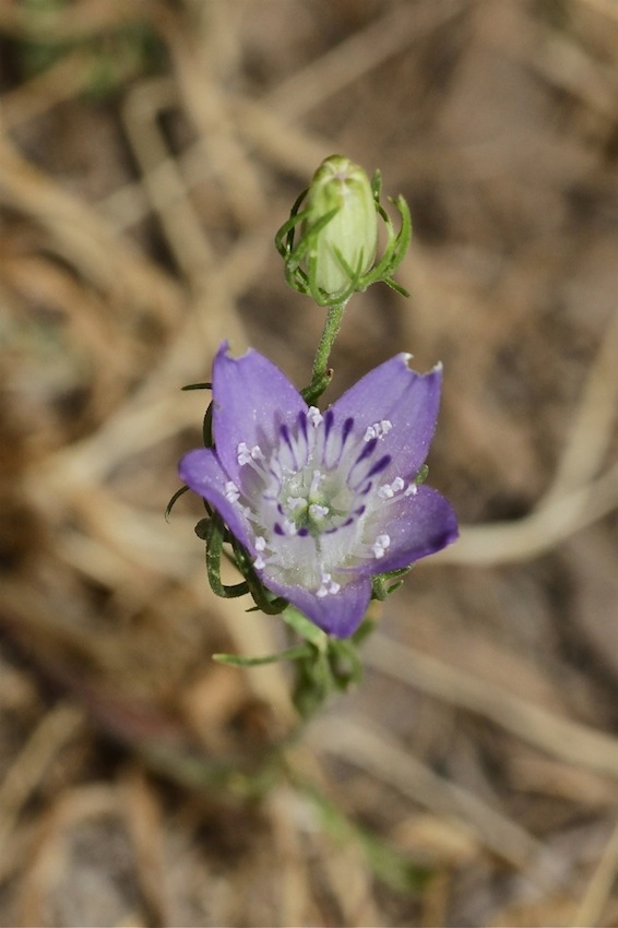 Image of Nigella bucharica specimen.