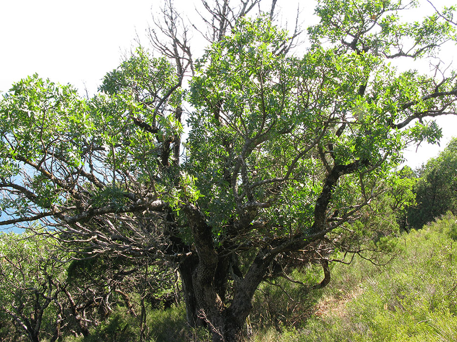 Image of Pistacia mutica specimen.