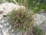 Agropyron pinifolium. Основание растения. Краснодарский край, окр. г. Геленджик, прибрежная гора, каменистый склон. 07.08.2013.